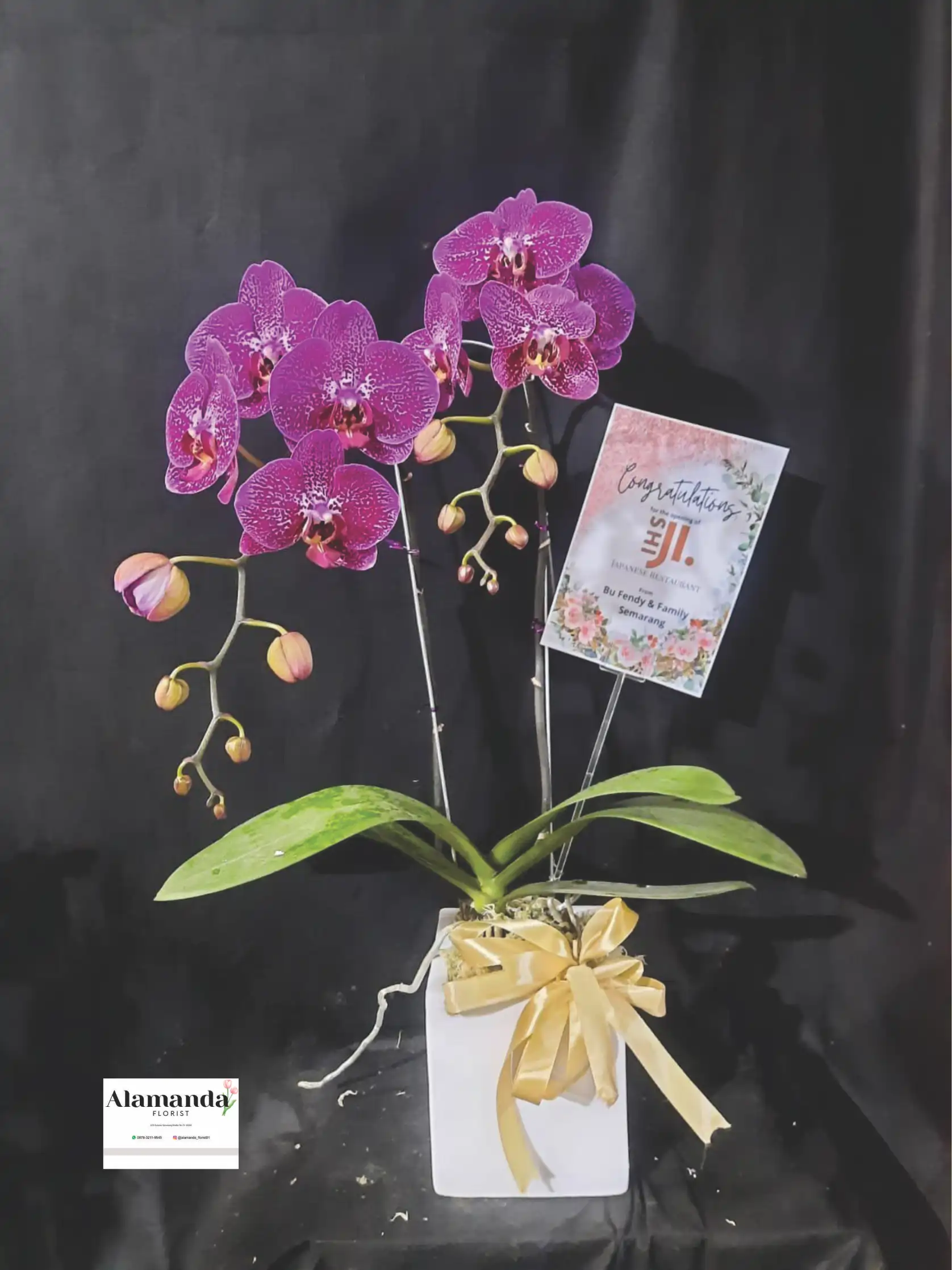 Orchids